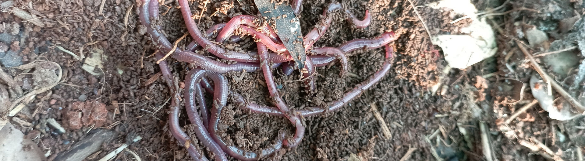 header-earthworm-4-ccbysa40-queerecofeminist-via-wikicommons