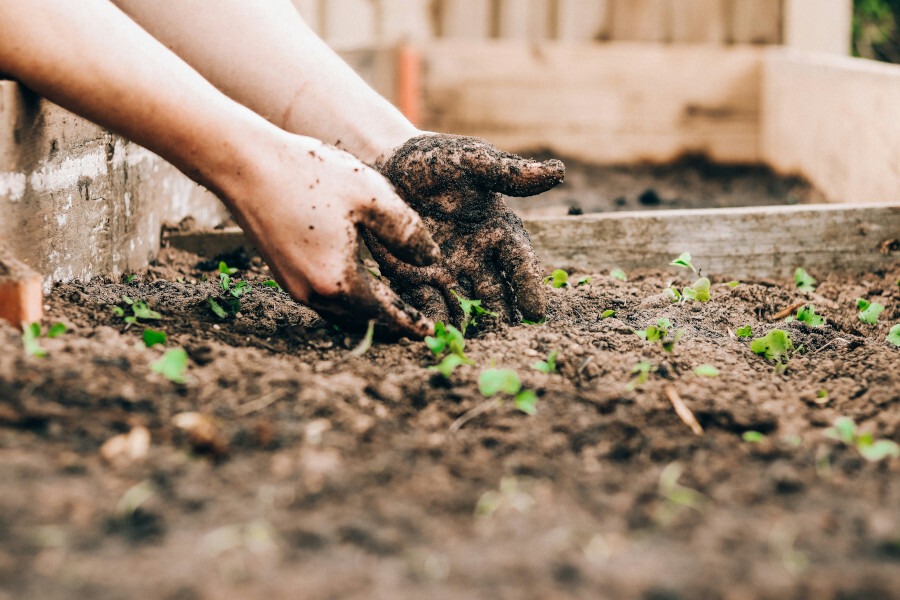 vo-planten-cc0-sandie-clarke-via-unsplash